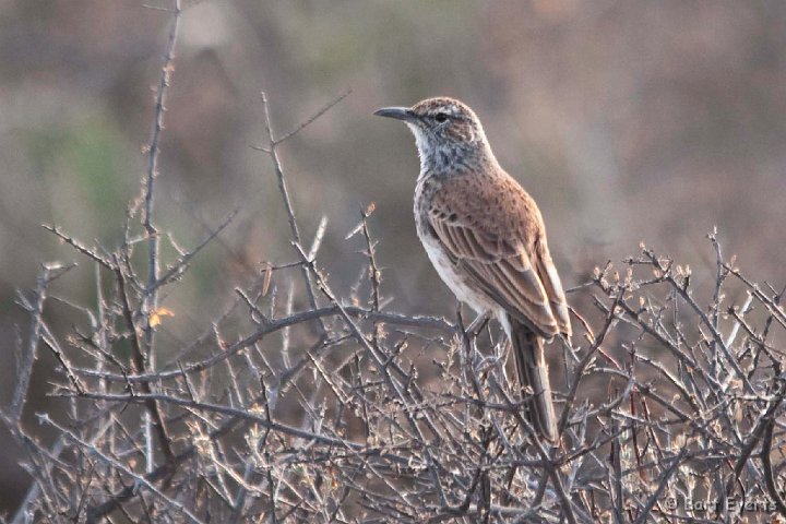 DSC_1619.jpg - Karoo longbilled lark