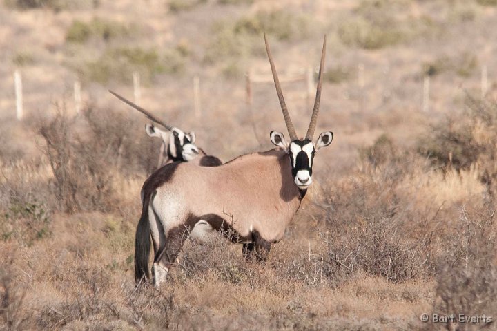 DSC_1624.jpg - Oryx