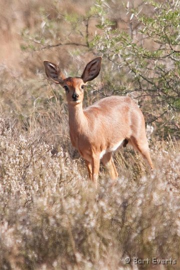 DSC_1633.jpg - Steinbock