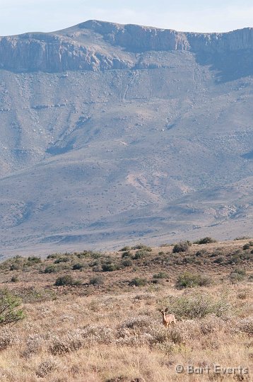 DSC_1634.jpg - Karoo