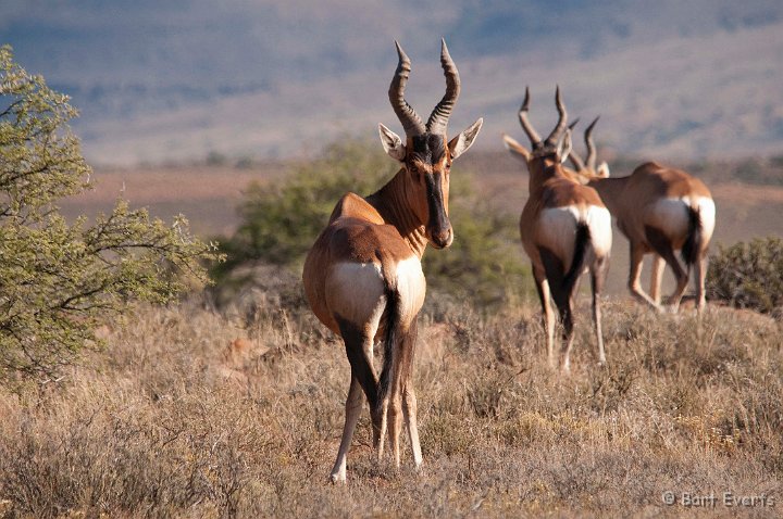 DSC_1637.jpg - Red hartebeest