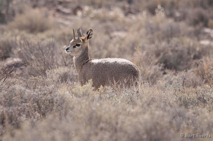 DSC_1648.jpg - klipspringer