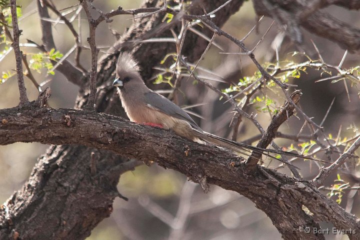 DSC_1663.jpg - white vented mousebird