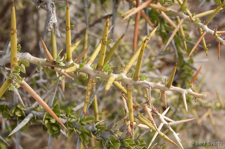 DSC_1678.jpg - Thorny Acacia