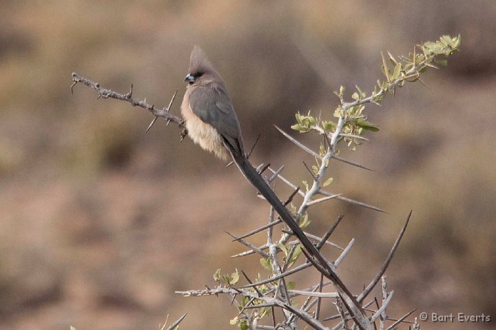 DSC_1684.jpg - White vented mousebird