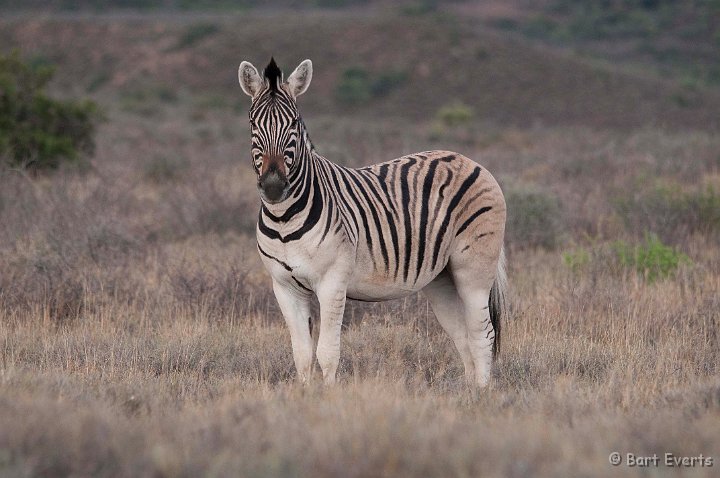 DSC_1693.jpg - Burchell's Zebra