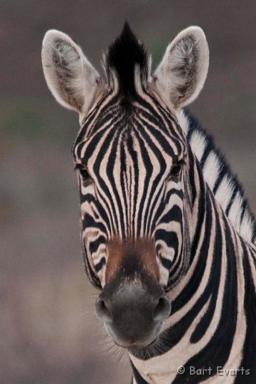 DSC_1696.jpg - Burchell's zebra