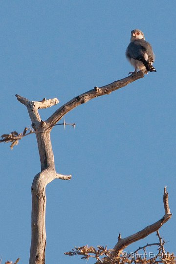 DSC_5556.jpg - Pygmy Falcon