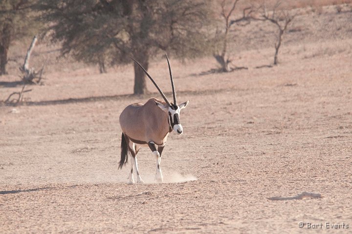 DSC_5561.jpg - Gemsbok