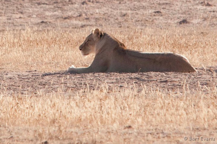 DSC_5572.jpg - Second lioness