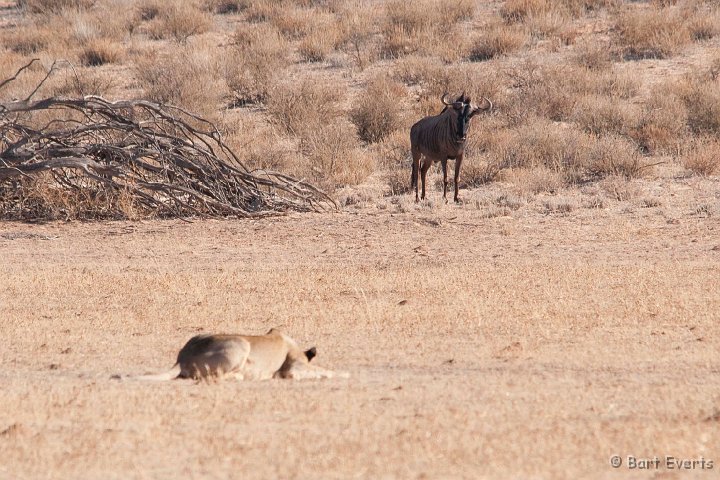 DSC_5577.jpg - Wildebeest-burger for lunch?