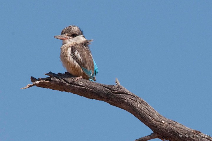 DSC_5601.jpg - Striped Kingfisher