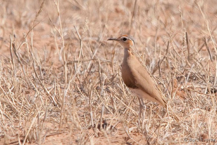 DSC_5605.jpg - Burchell's courser