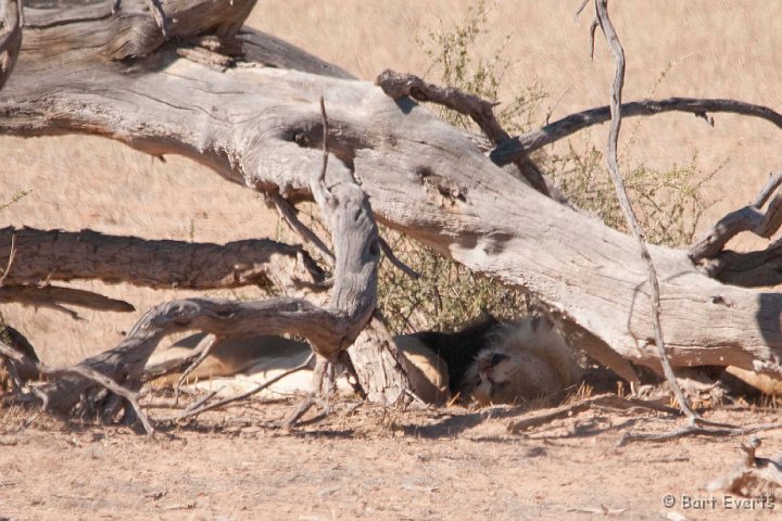 DSC_5608.jpg - Male lion taking a nap