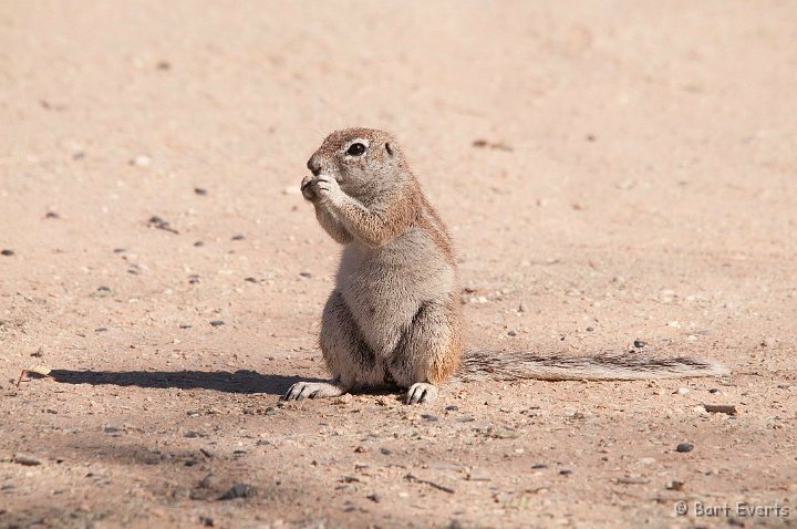 DSC_5615.jpg - Ground-Squirrel