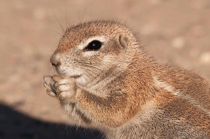 DSC_5625.jpg - Ground Squirrel