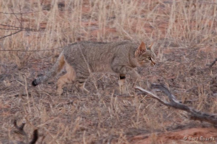 DSC_5637.jpg - African Wildcat