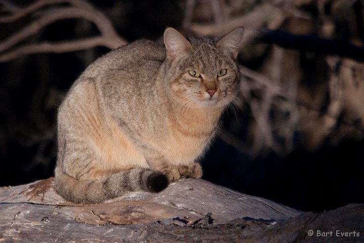 DSC_5660.jpg - African Wildcat