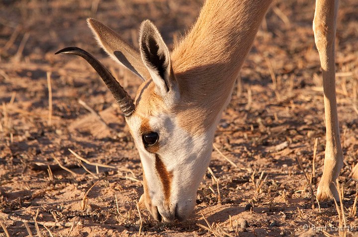 DSC_5685.jpg - Springbok