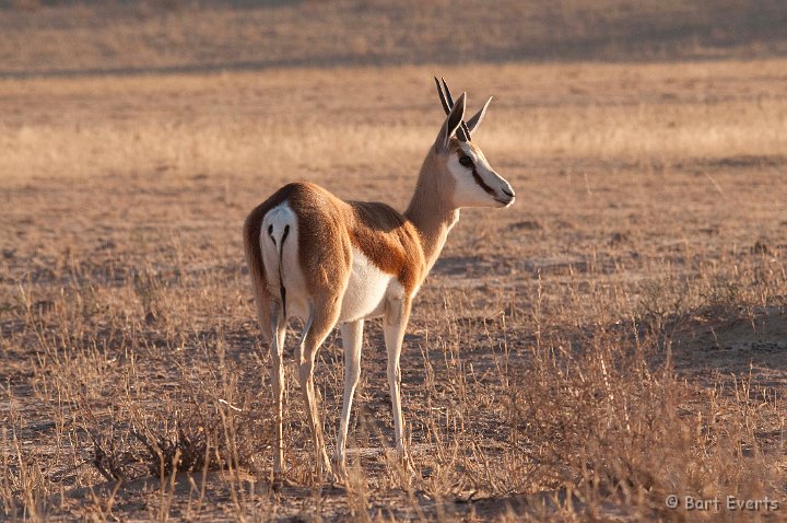 DSC_5689.jpg - Springbok