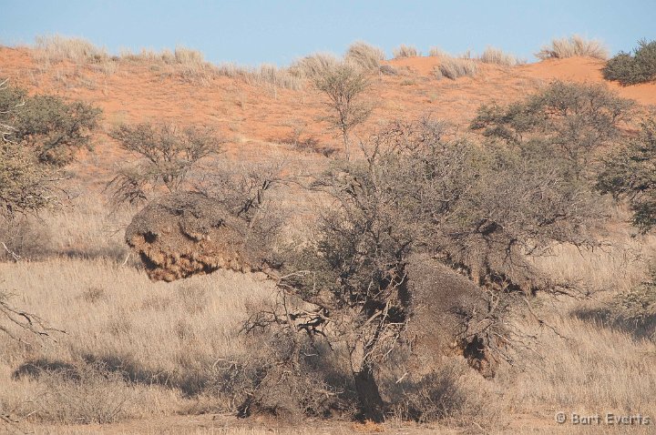 DSC_5692.jpg - Sociable weaver nests