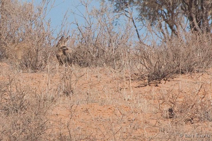 DSC_5700.jpg - Bat-eared fox