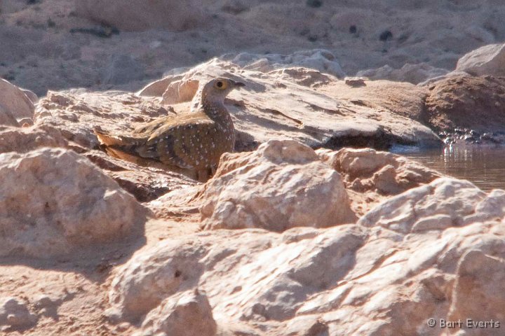 DSC_5703.jpg - Burchell's sandgrouse