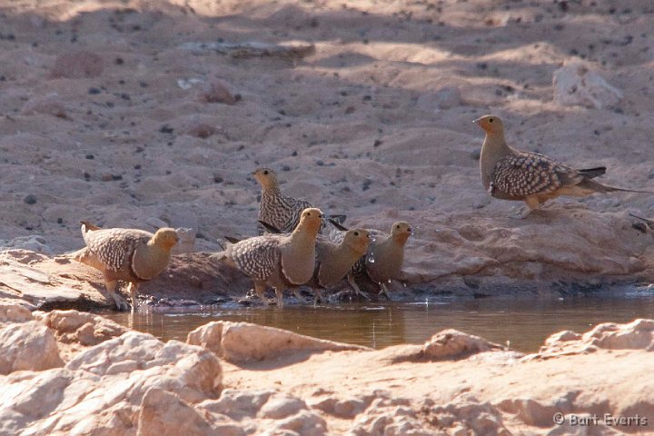 DSC_5707.jpg - Namaqua Sandgrouse