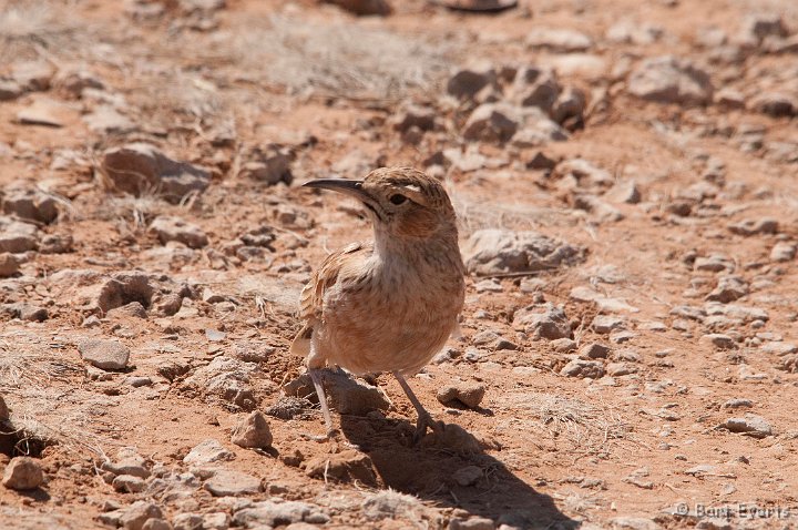 DSC_5720.jpg - Spikeheeled lark