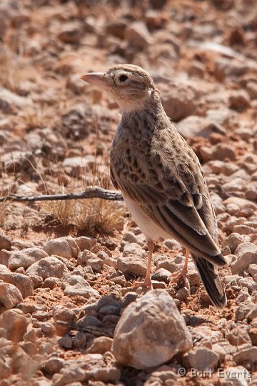 DSC_5722.jpg - Stark's Lark