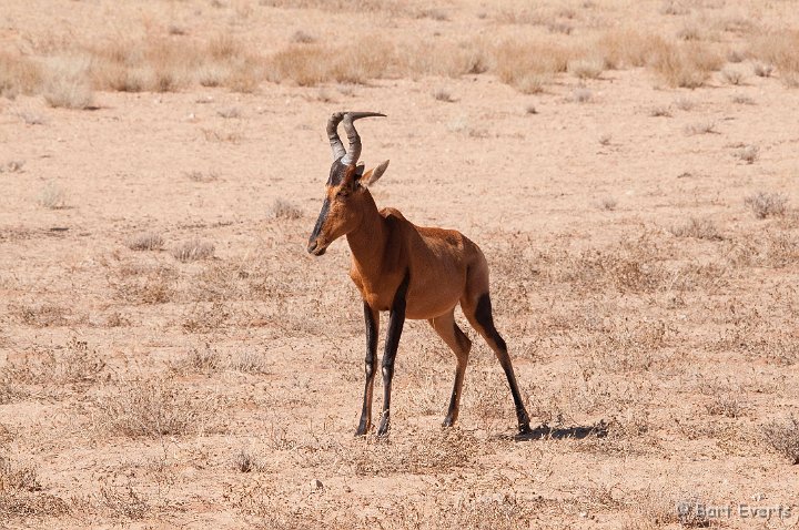 DSC_5727.jpg - Red Hartebeest