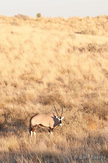 DSC_5740.jpg - Gemsbok