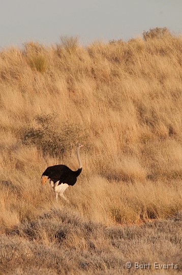 DSC_5743.jpg - Ostrich