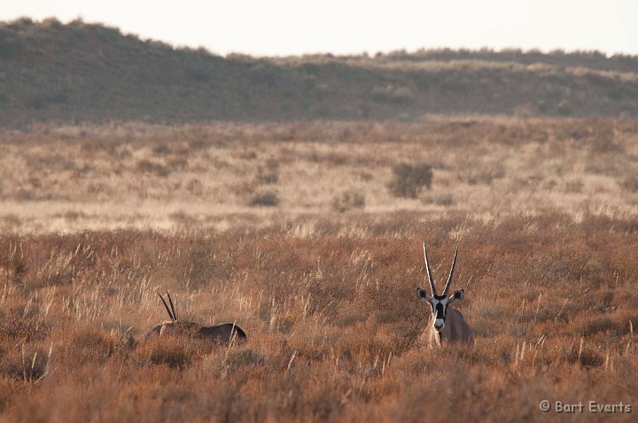 DSC_5745.jpg - Gemsbok