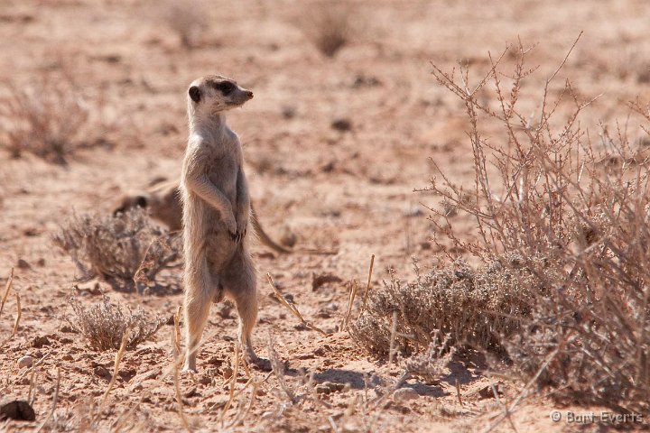 DSC_5761.jpg - suricate