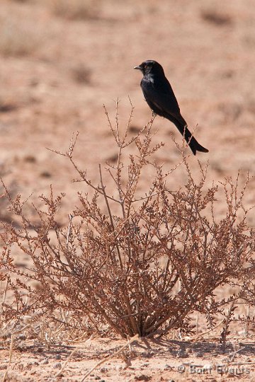 DSC_5766.jpg - Fork-tailed Drongo