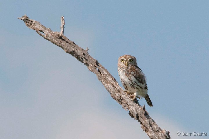 DSC_2358.jpg - Pearl-spotted owlet