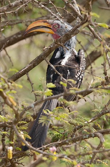 DSC_2359.jpg - Southern Yellow-billed hornbill