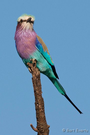 DSC_2362.jpg - Lilacbreasted Roller