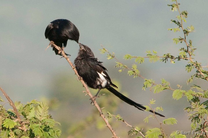 DSC_2364.jpg - Magpie Shrikes