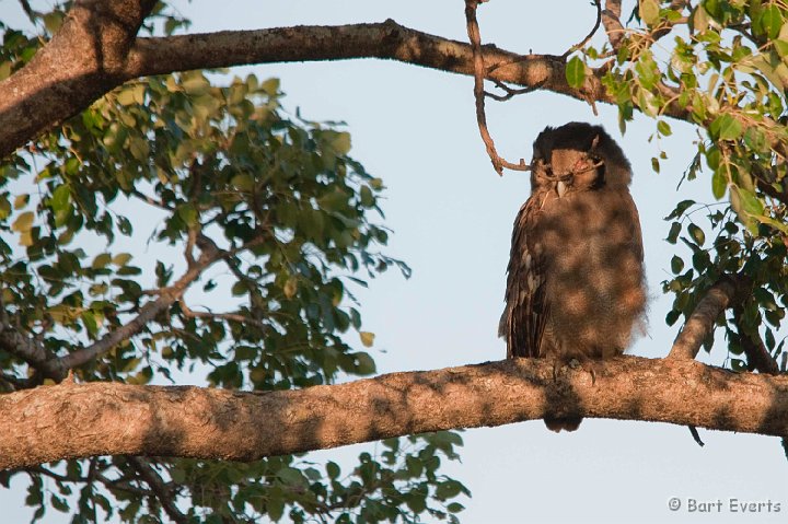 DSC_2368.jpg - Verreaux's Eagle Owl