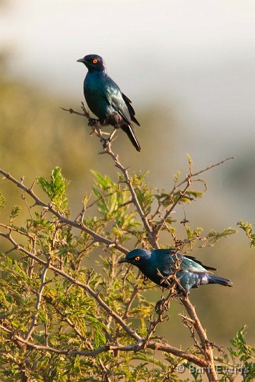 DSC_2373.jpg - Cape Glossy Starling