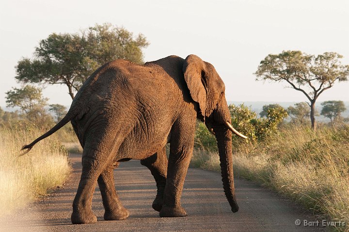 DSC_2375.jpg - African Elephant