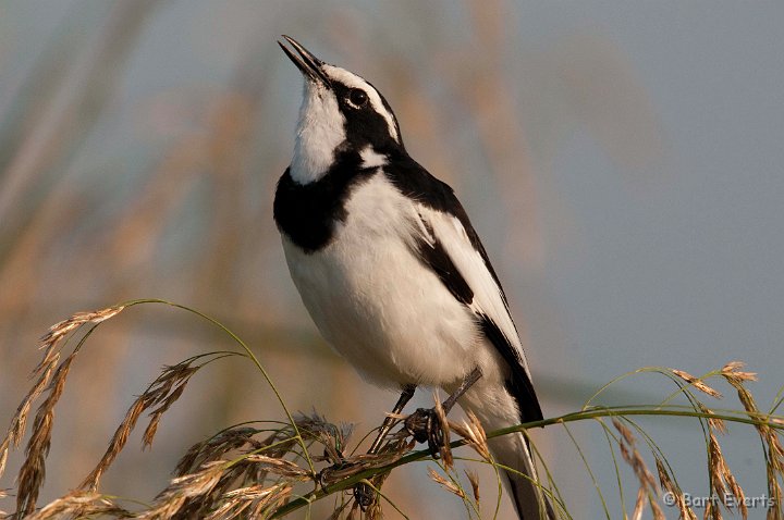 DSC_2376.jpg - Pied Wagtail