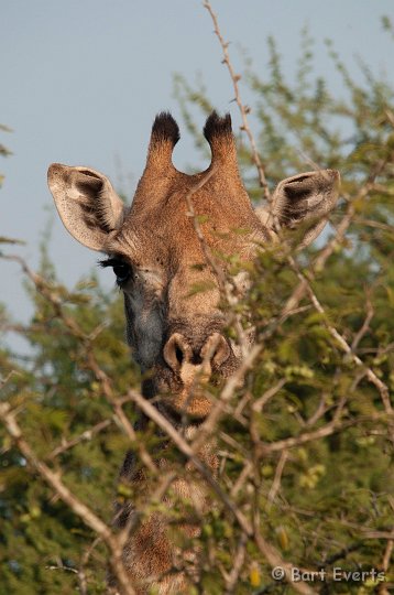 DSC_2379.jpg - Giraffe