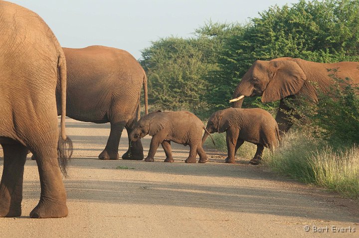 DSC_2382.jpg - Elephants crossing the road