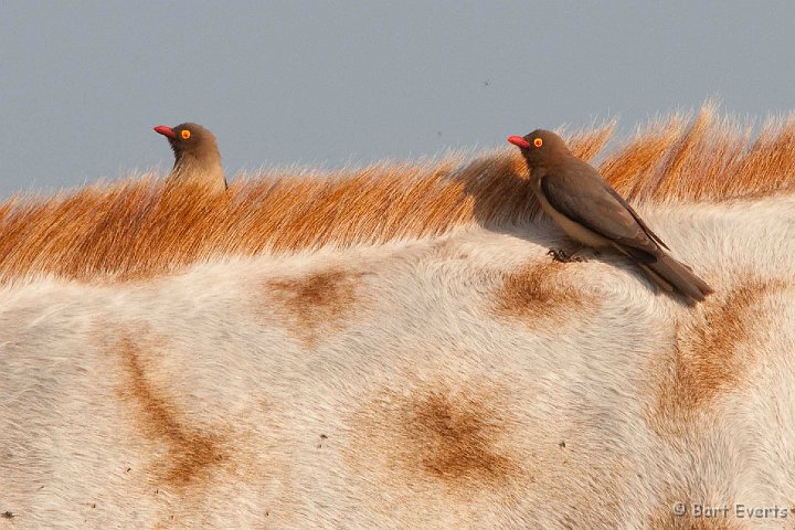 DSC_2386.jpg - Red-billed oxpeckers