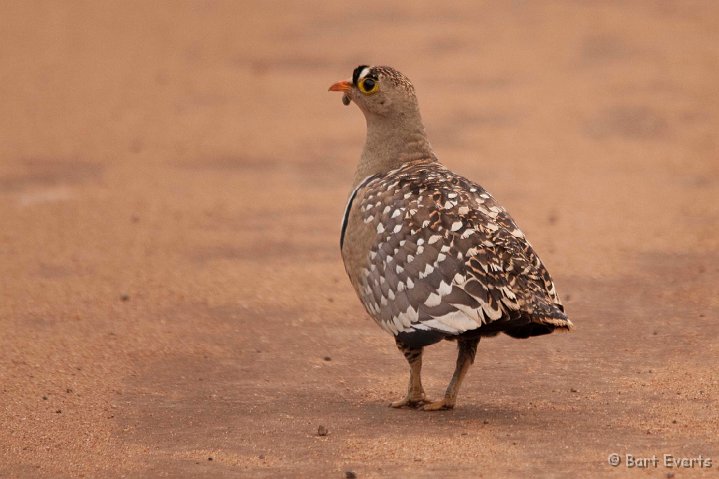 DSC_2403.jpg - Double-banded Sandgrouse