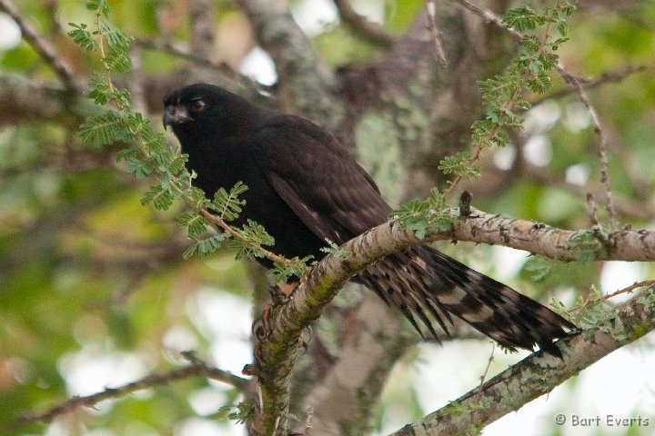 DSC_2411.jpg - Black Morph of Gabar Goshawk