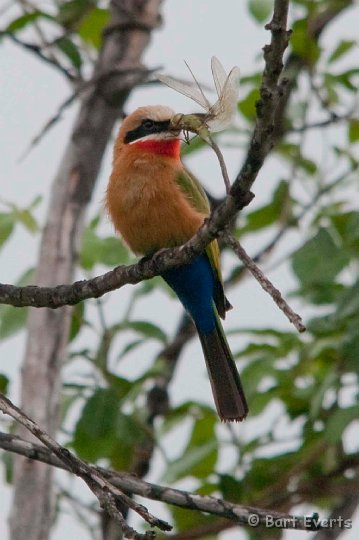 DSC_2428.jpg - White-fronted bee-eater